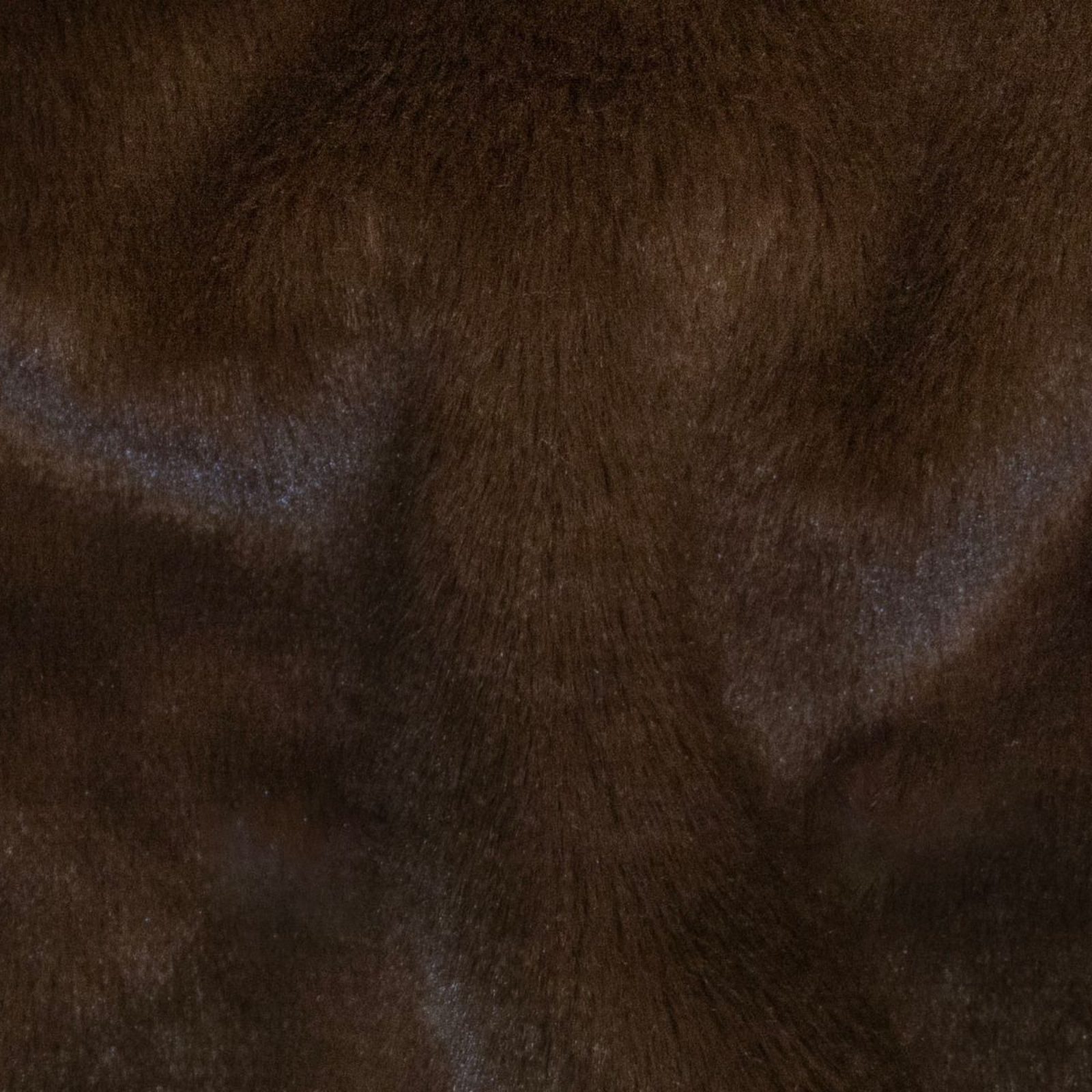 Fellimitat_-_uni