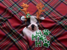 Sweat French Terry Weihnachten PANEL ca. 80 cm x 150 cm - Bulldogge mit Pailletten - dunkelrot