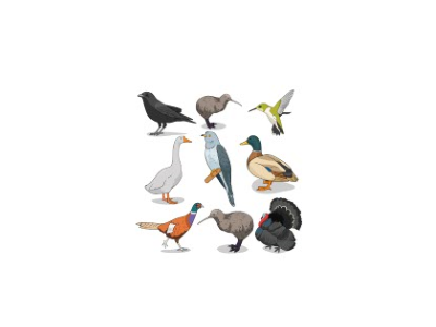 Transfer-Applikation zum Aufbügeln ca. 20,0 cm x 20,0 cm - verschiedene Vögel und Enten